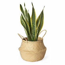Load image into Gallery viewer, Woven Seagrass Plant Basket - Wicker Belly Basket Planter Indoor with Plastic Liner and Handles, Natural Plant Pot for Fiddle Leaf Fig Tree, Snake Plant and Monstera. (L, Natural- Beige)
